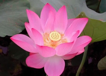 Top 10 Flowers In Chinese Culture - China Flowers - ChinaFlowersShop.com