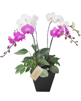 White Purple Orchid